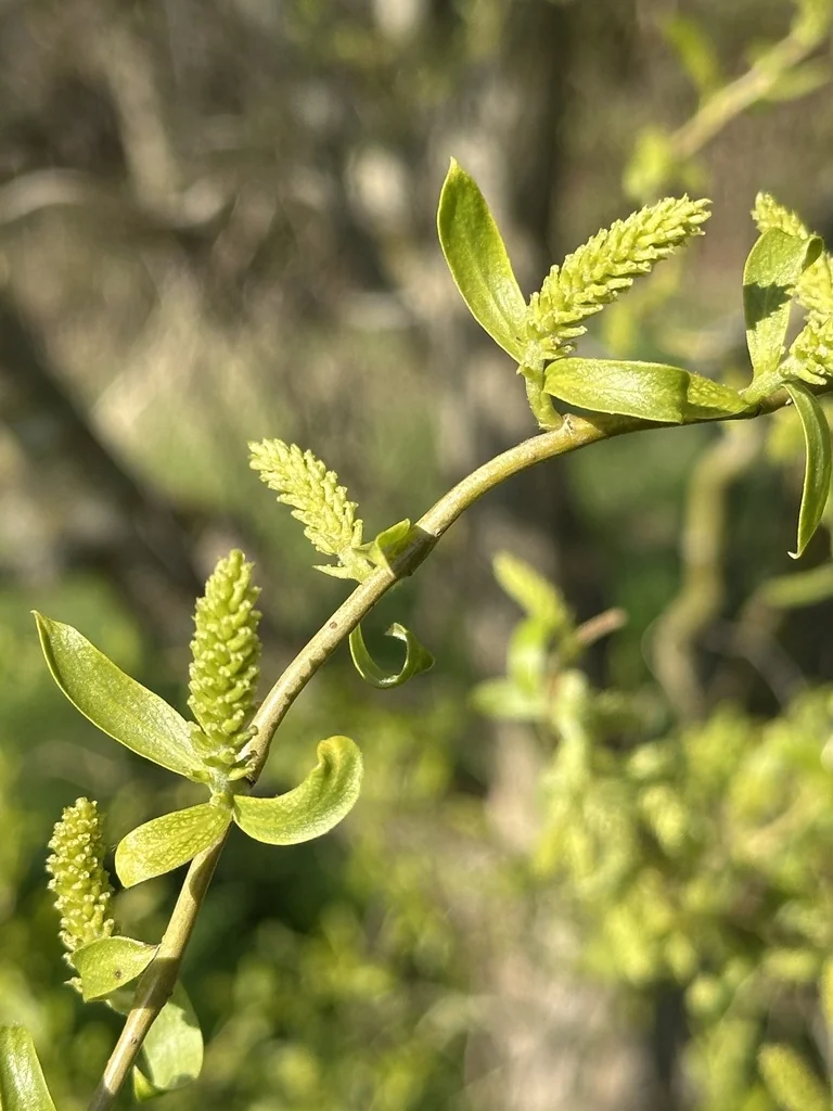 Salix Matsudana