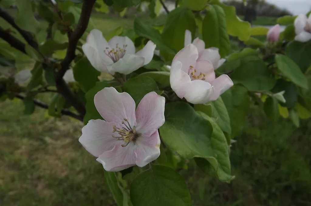 Cydonia Oblonga