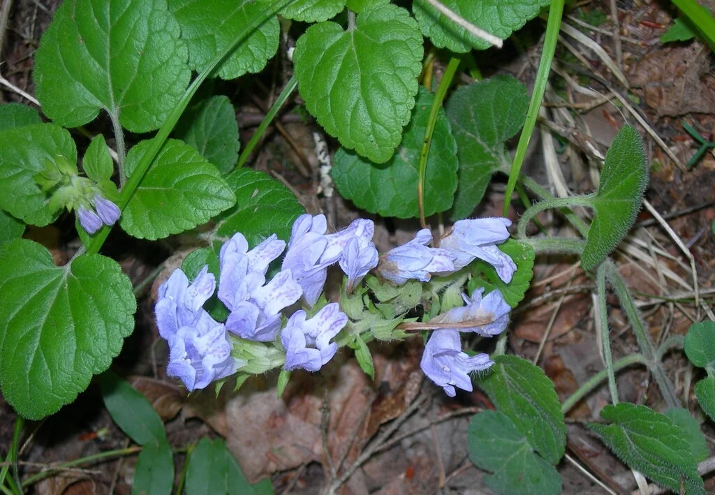 Meehania Cordata