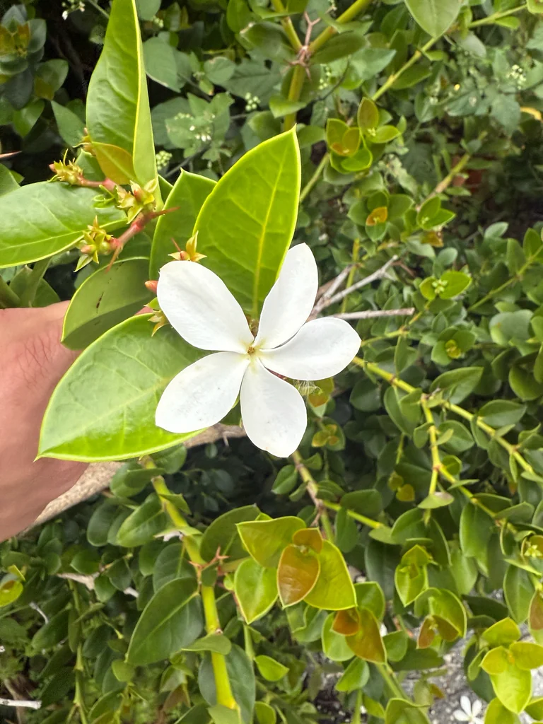 Carissa Macrocarpa