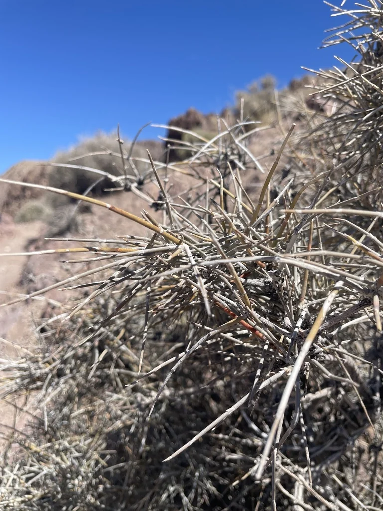 Ephedra Nevadensis