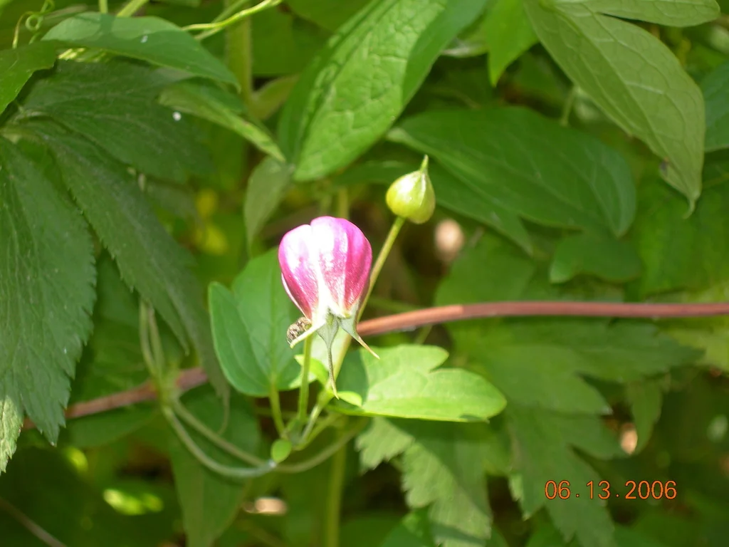 Clematis Viorna