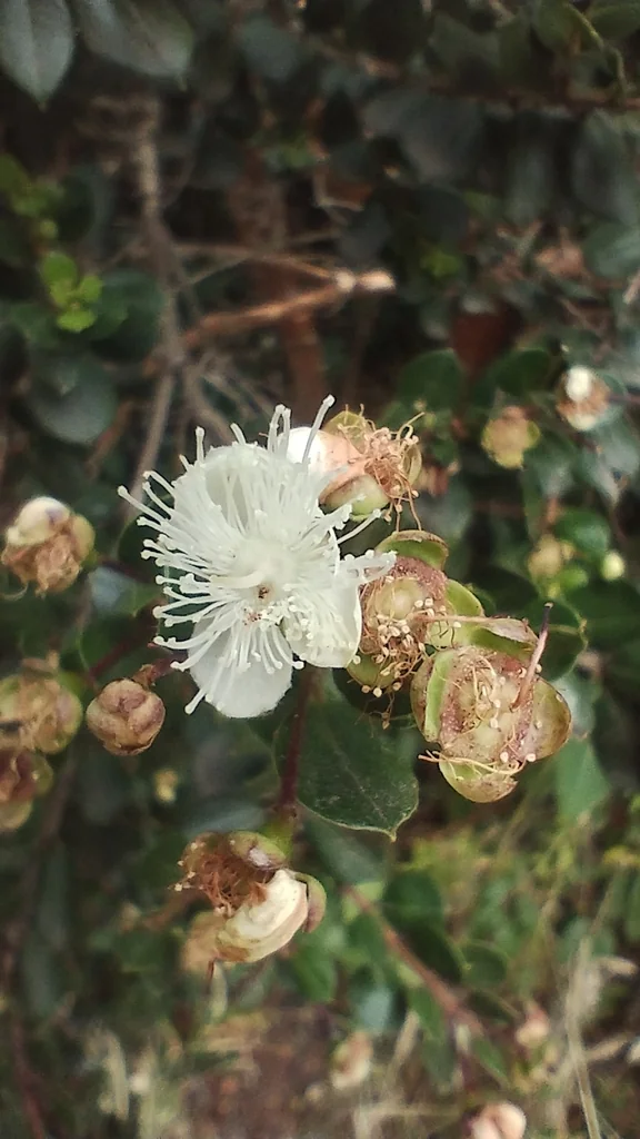 Luma Apiculata