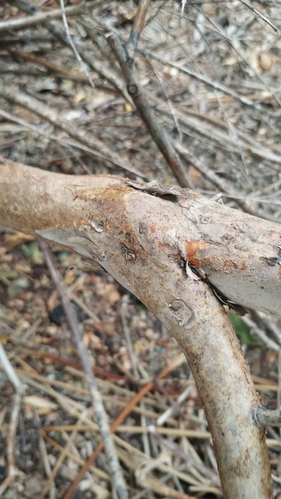 Luma Apiculata