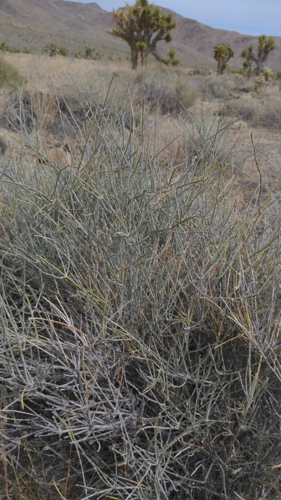 Ephedra Nevadensis