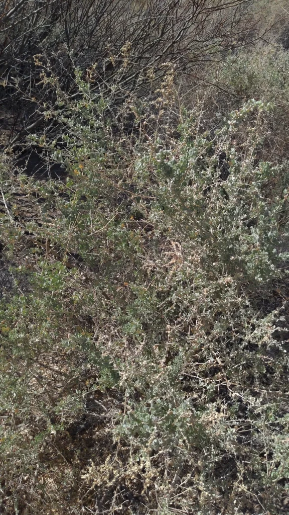 Atriplex Lentiformis
