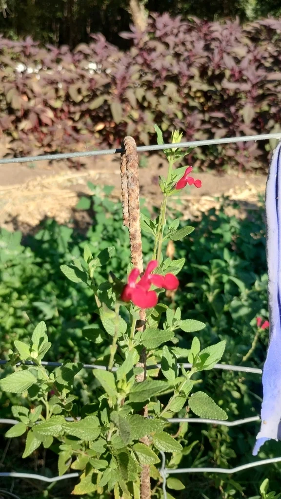 Salvia Microphylla