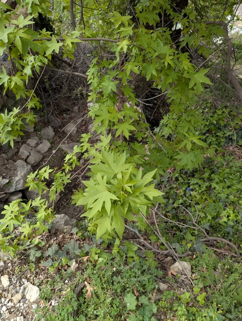 Liquidambar Orientalis