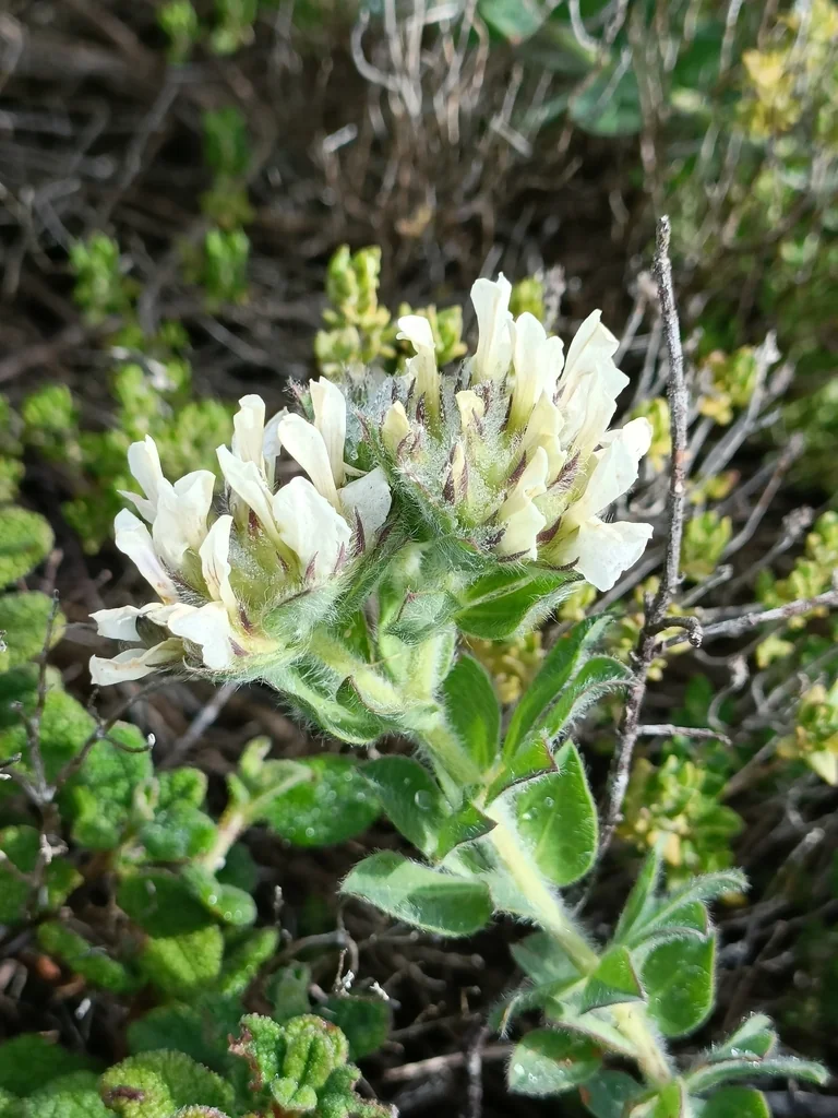 Dorycnium Hirsutum