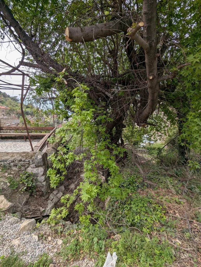 Liquidambar Orientalis