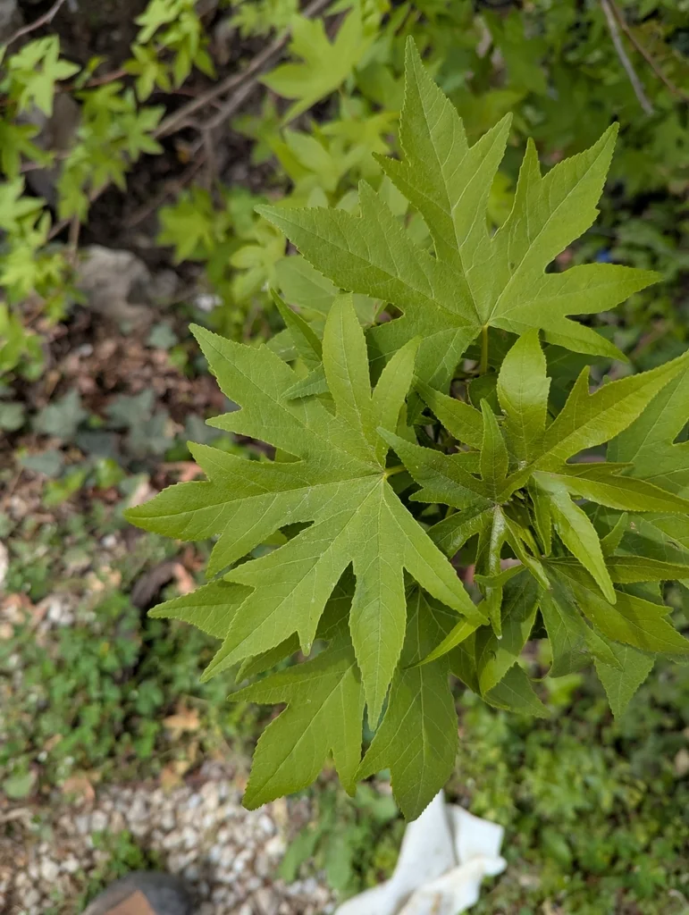 Liquidambar Orientalis