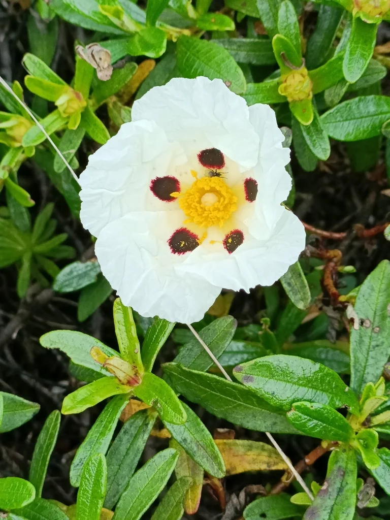 Cistus Ladanifer