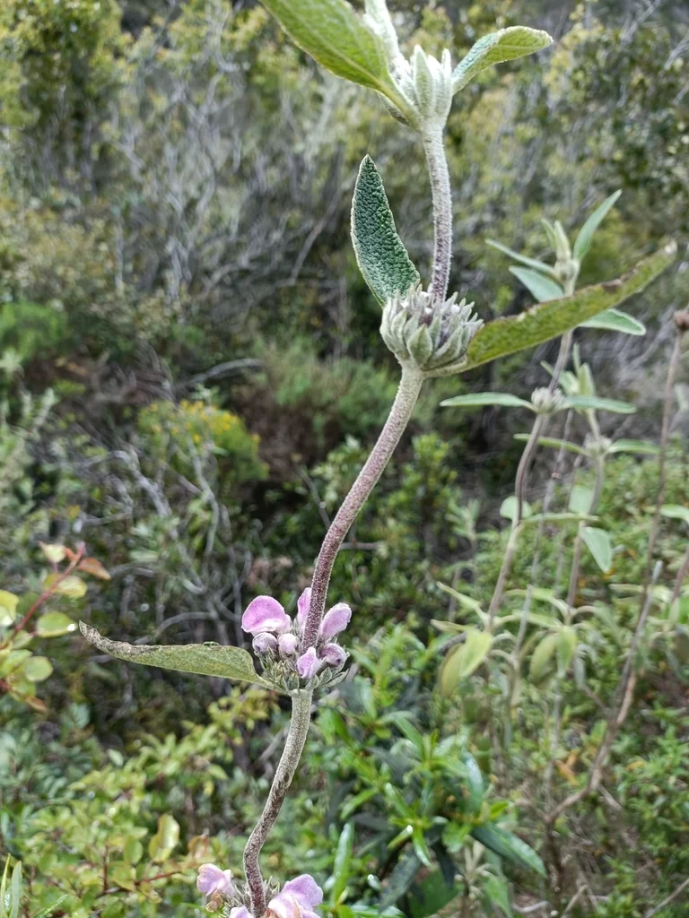 Phlomis Purpurea
