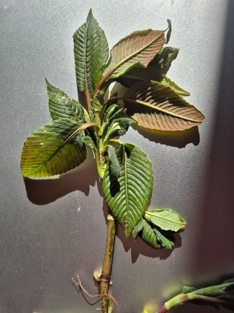 Persicaria Campanulata