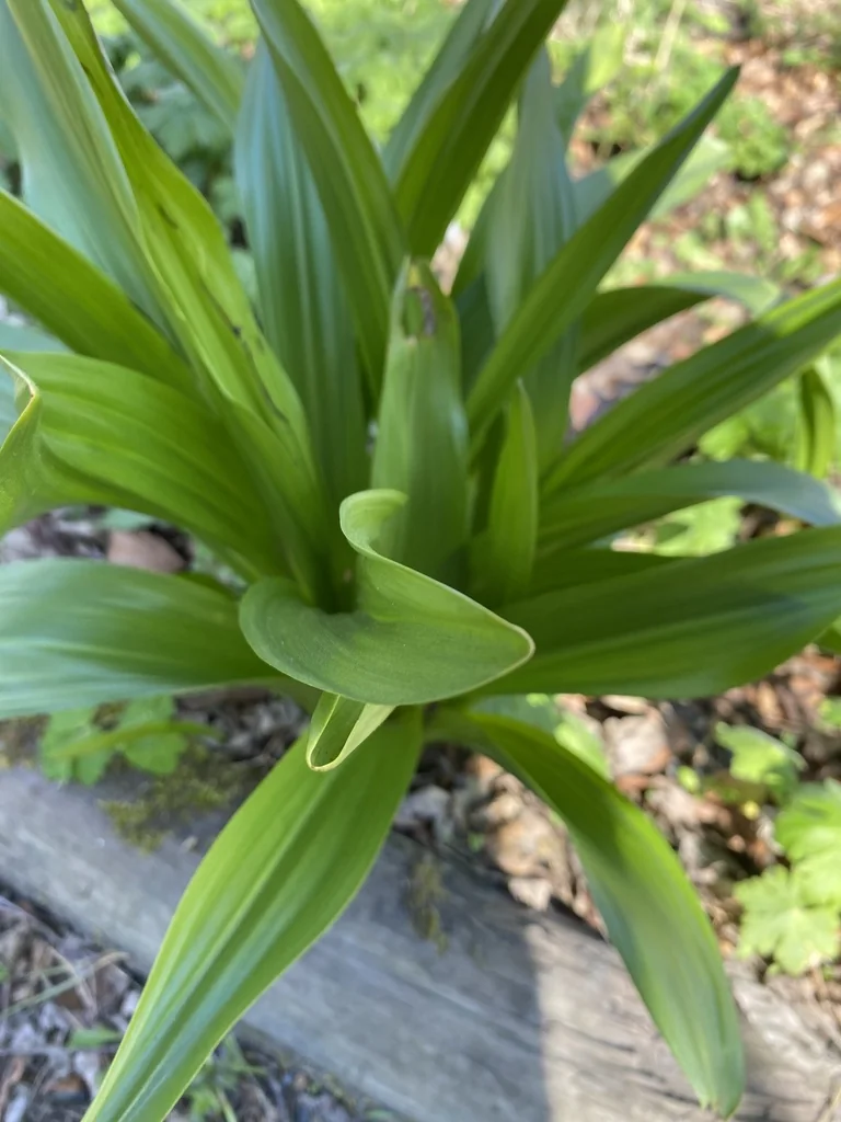Colchicum Speciosum