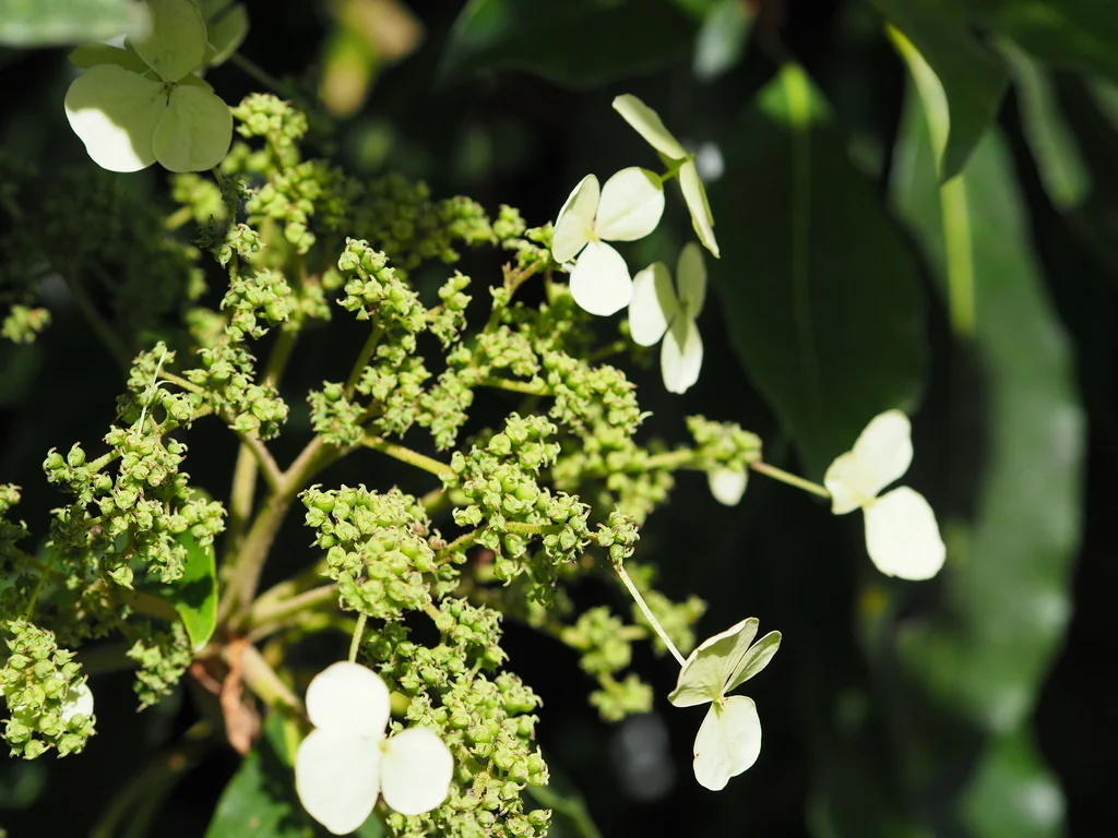 Hydrangea Integrifolia