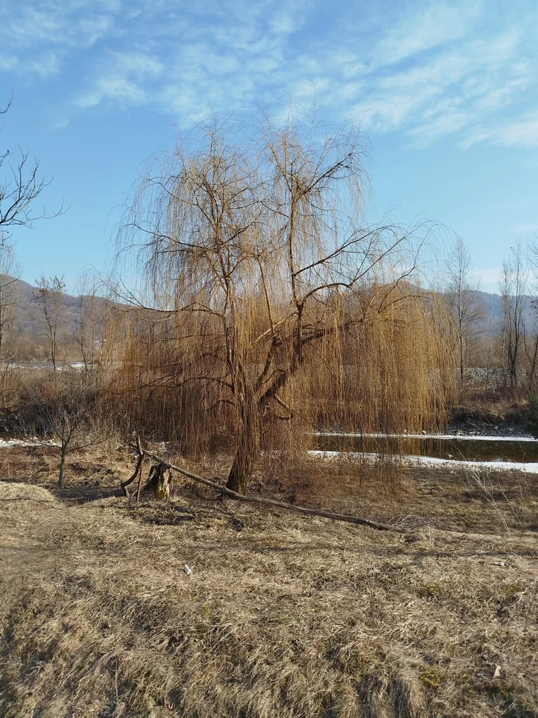 Salix Matsudana