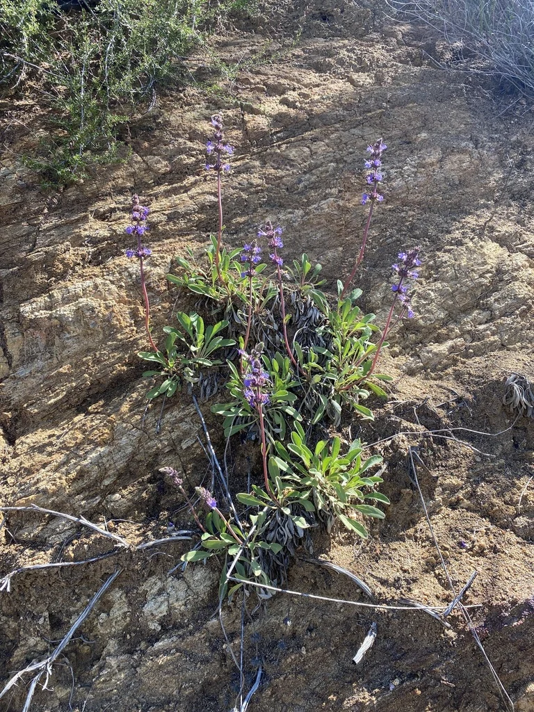 Salvia Sonomensis