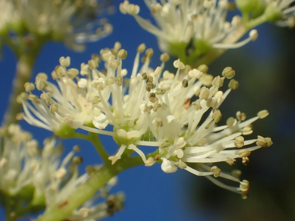 Hydrangea Integrifolia