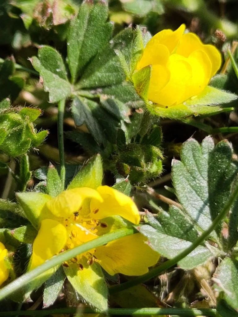 Potentilla Neumanniana