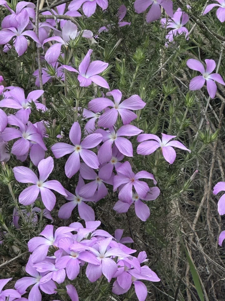 Linanthus Californicus