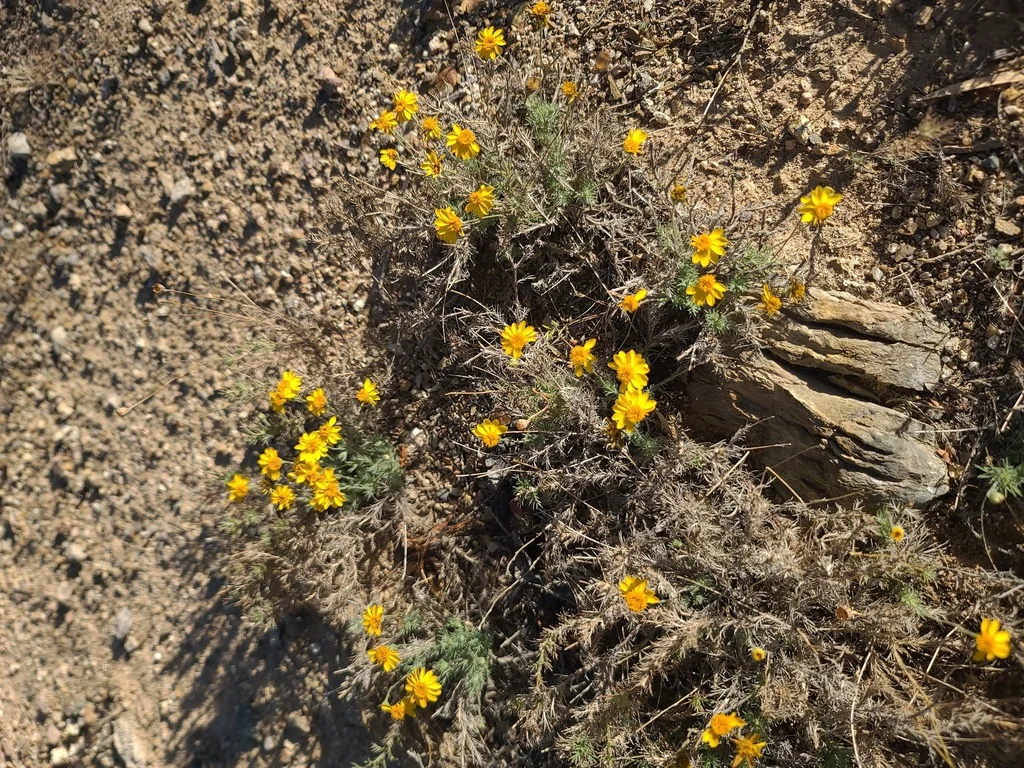 Thymophylla Pentachaeta