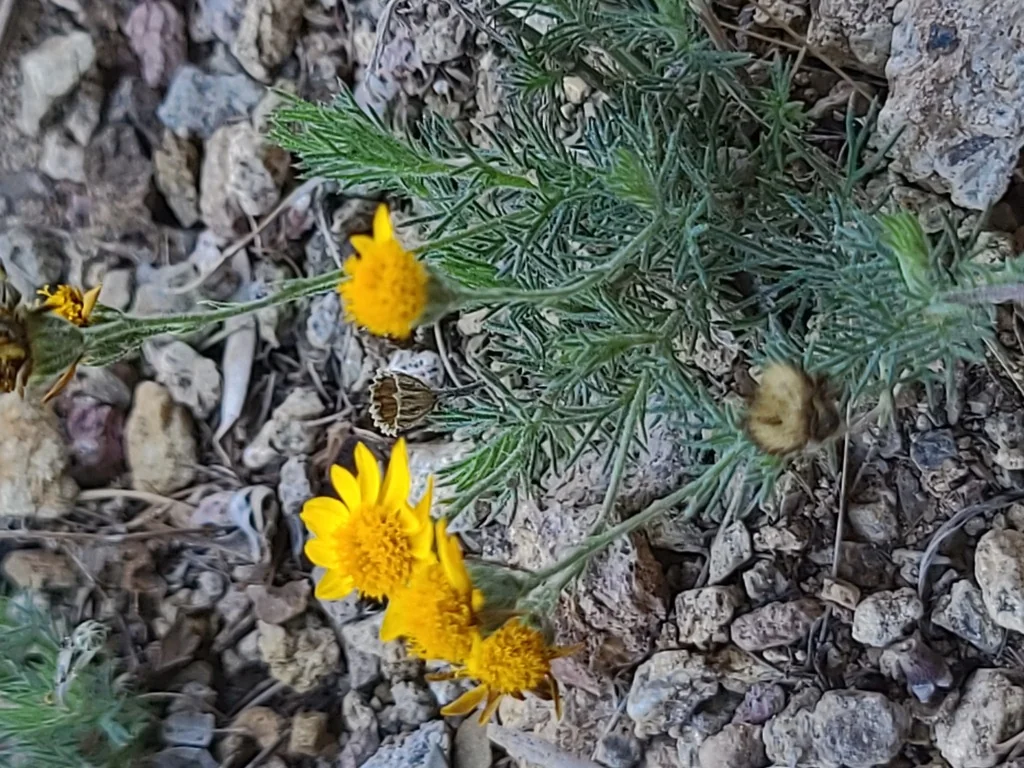 Thymophylla Pentachaeta