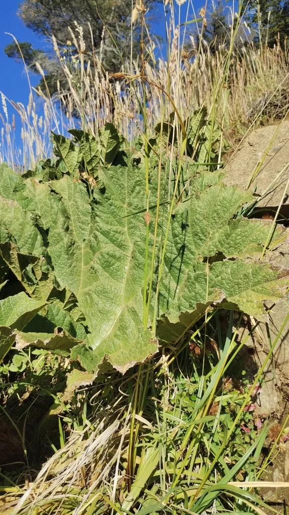 Gunnera Tinctoria
