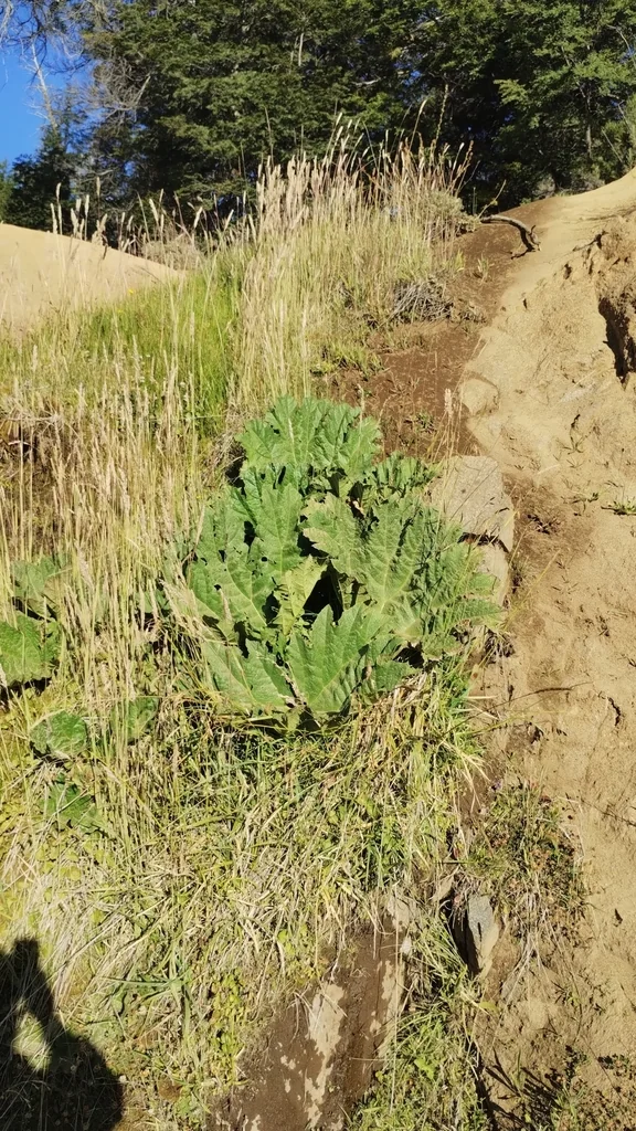 Gunnera Tinctoria