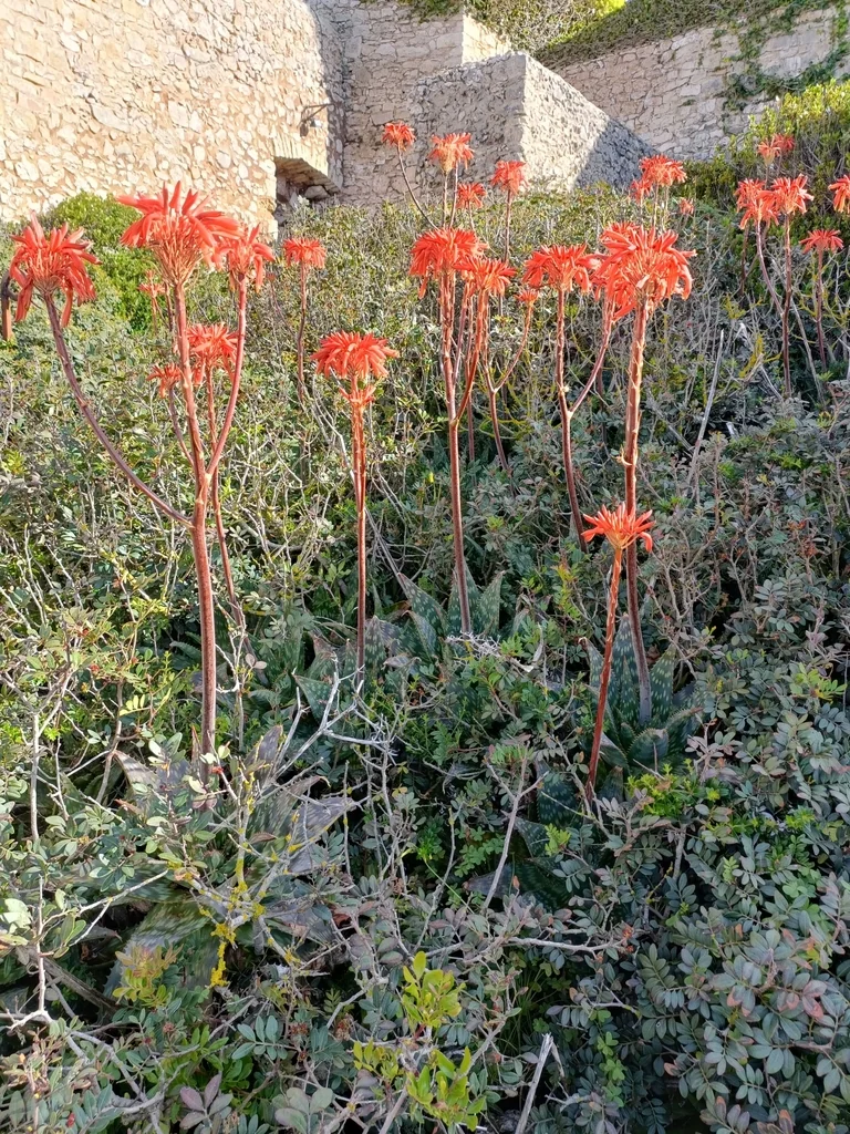 Aloe Maculata