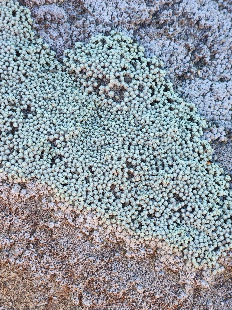 Raoulia Australis