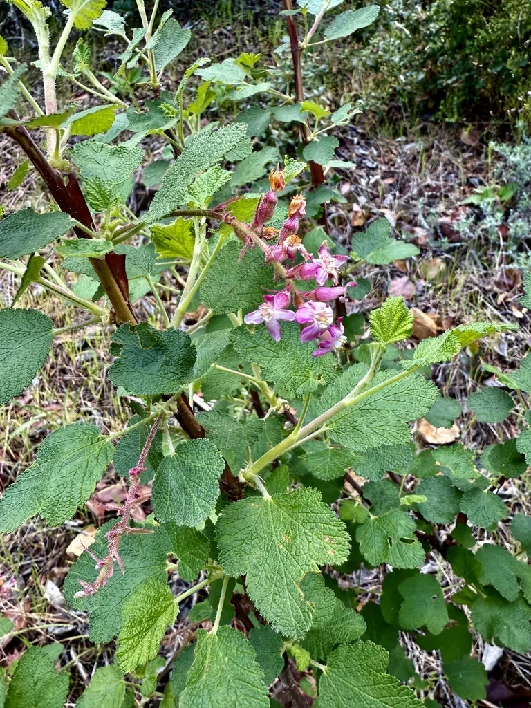 Ribes Malvaceum