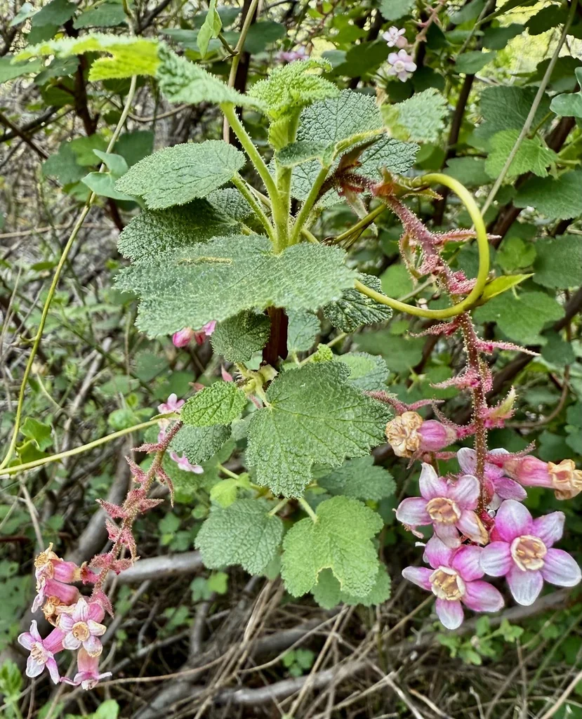 Ribes Malvaceum