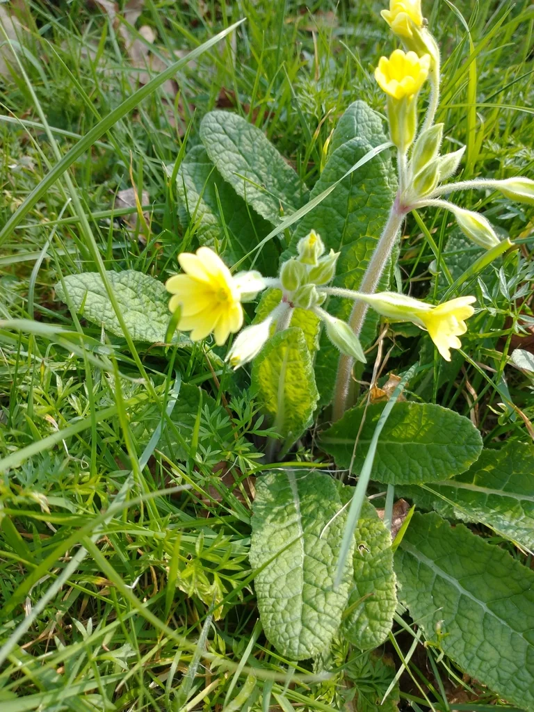 Primula X Polyantha