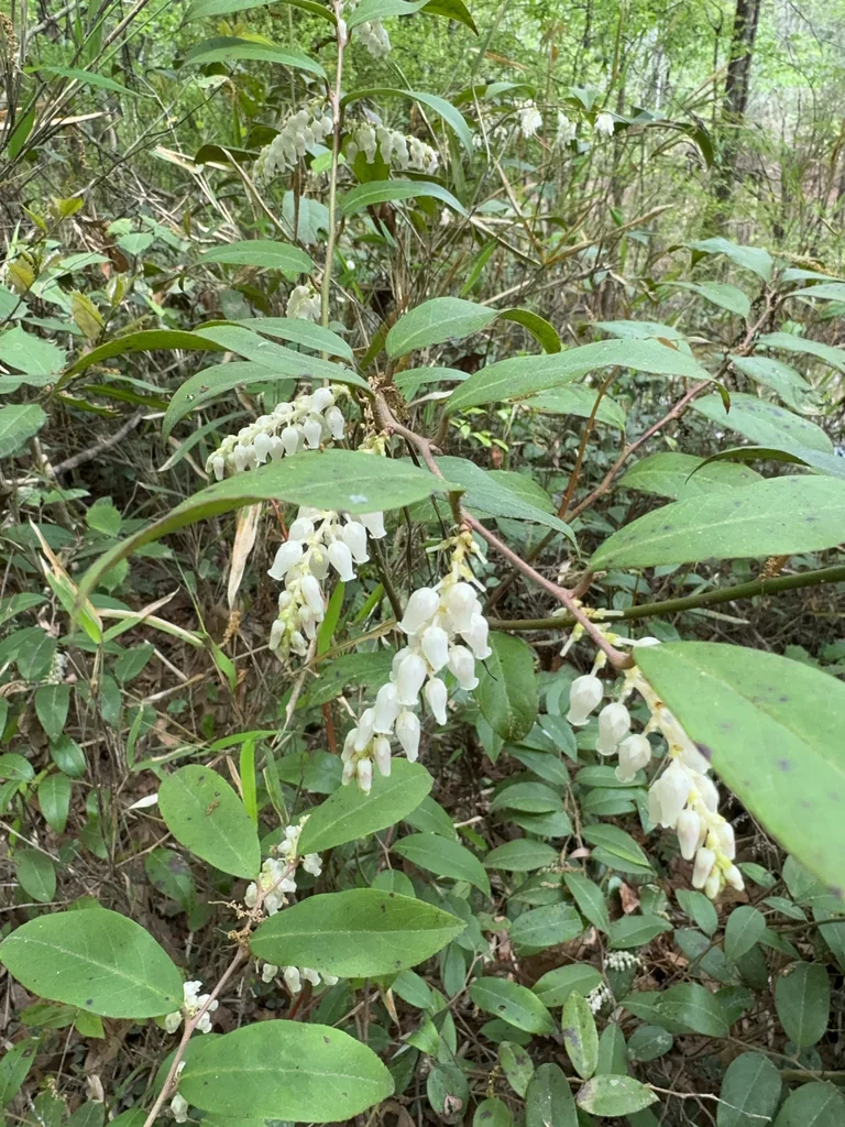 Leucothoe axillaris