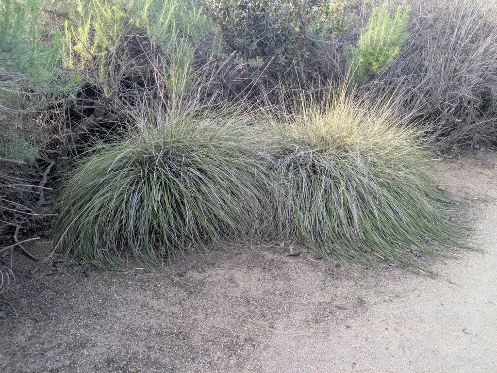 Muhlenbergia Rigens