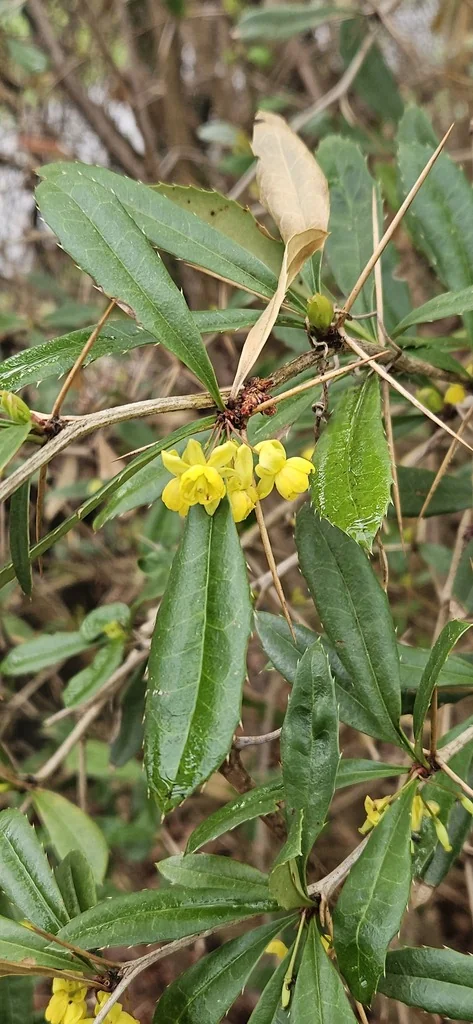 Berberis Julianae