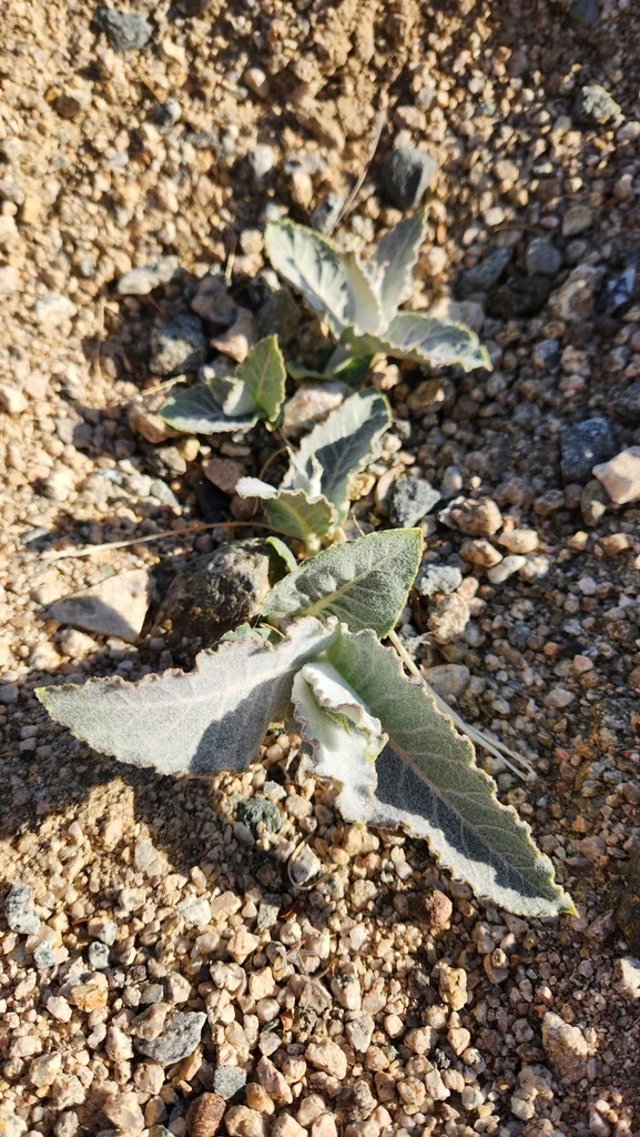 Asclepias Erosa