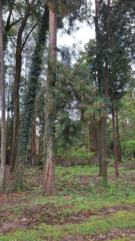 Cryptomeria Japonica