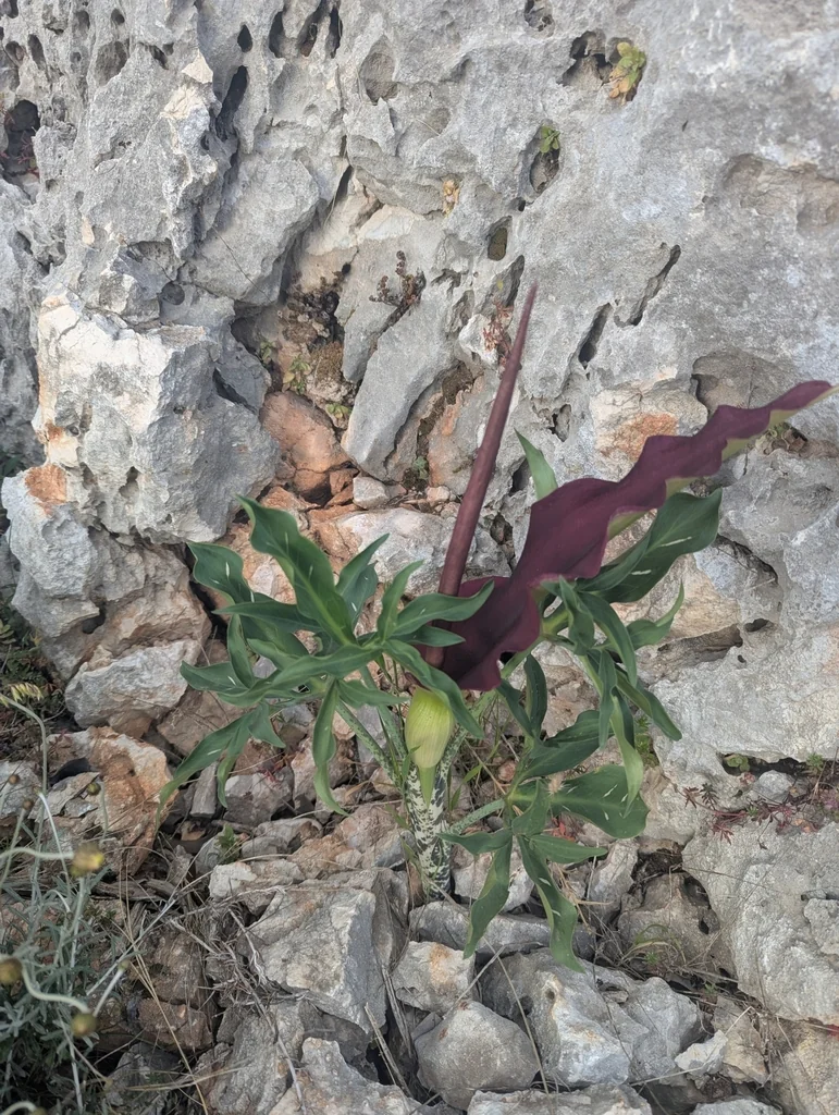 Dracunculus Vulgaris
