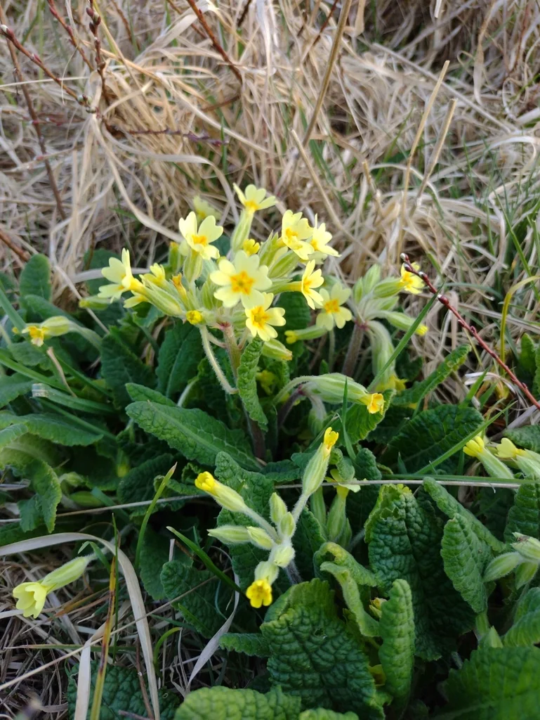 Primula X Polyantha