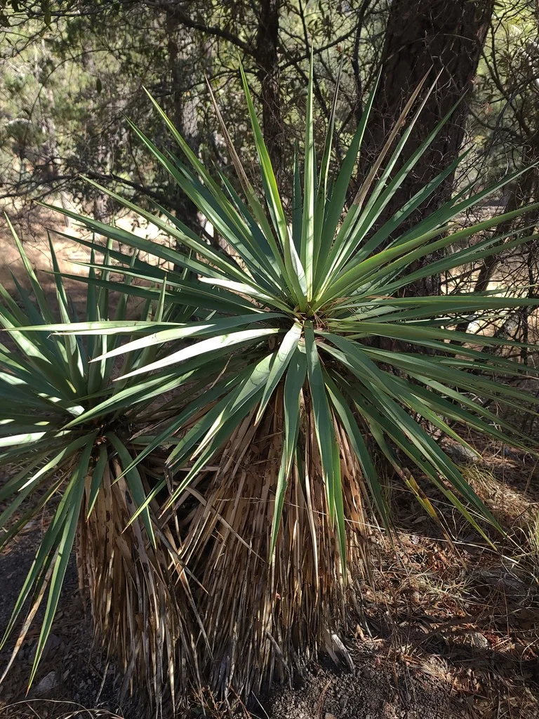 Yucca Schottii