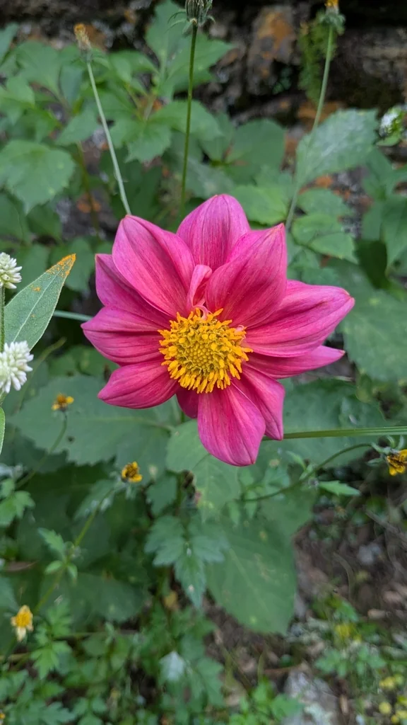 Dahlia variabilis