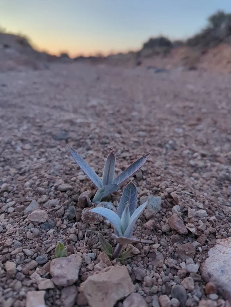 Asclepias Erosa