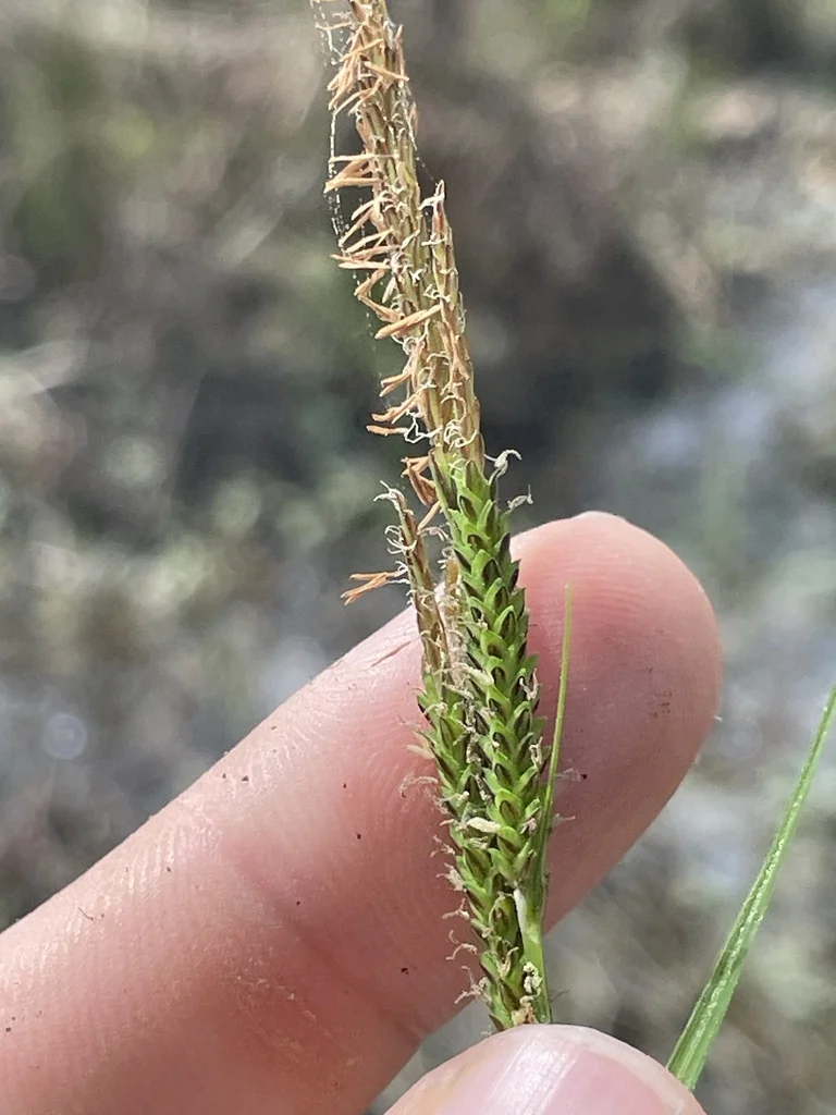 Carex Stricta
