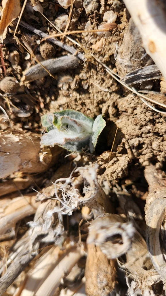 Asclepias Erosa