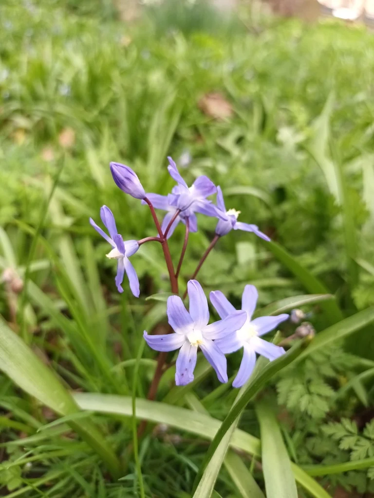 Chionodoxa Forbesii
