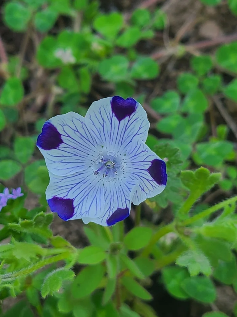 Nemophila Maculata