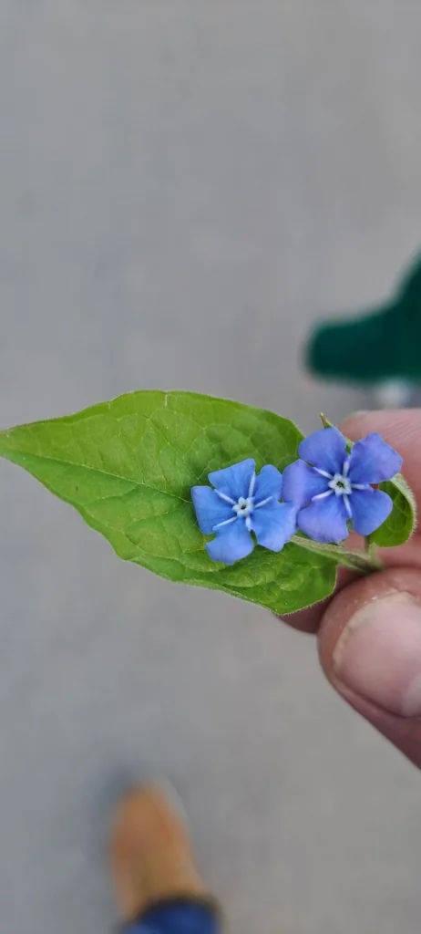 Omphalodes Verna