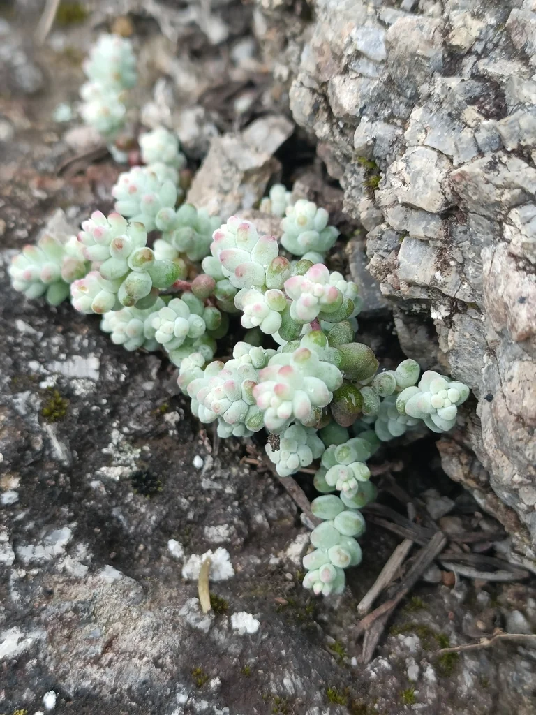 Sedum Brevifolium
